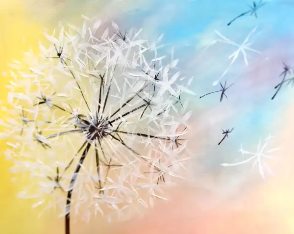 Dandelion Dream