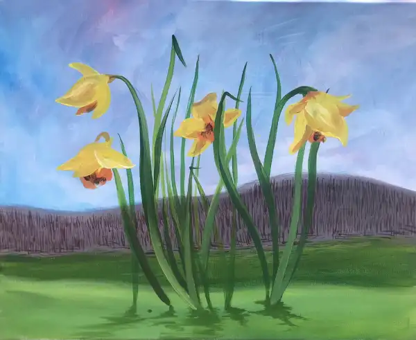 Daffodils