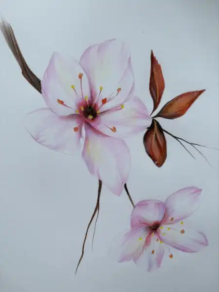 Draw Cherry Blossoms