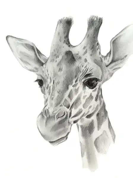 Draw a Giraffe