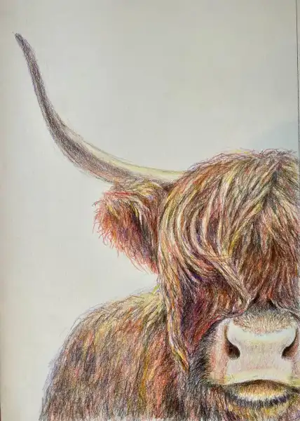 Draw a Highland Cow