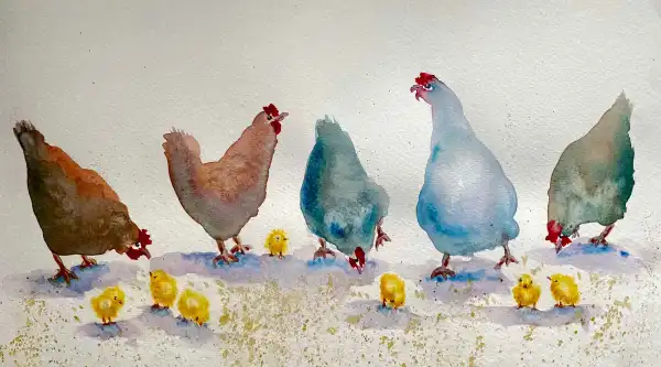 Hens n Chicks Watercolour