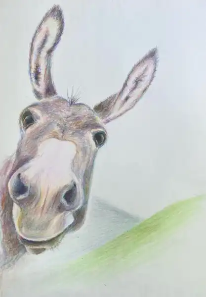 Wonky Donkey
