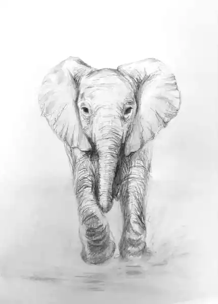 Baby Elephant